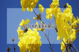 风铃木怎么种才能长得好？这几个要点别忽略