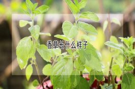 猪肉皮仿制海蜇皮