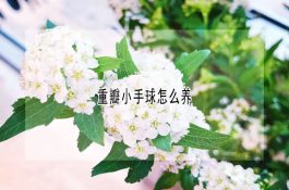 高免血清防治仔猪三痢