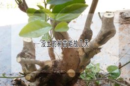 华中两头乌猪简介