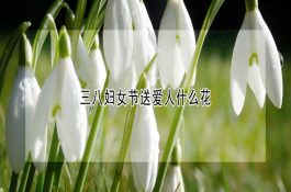 三八妇女节送爱人什么花？主要类型与区别