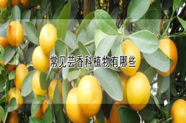 初生仔猪管护关键措施