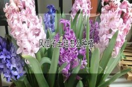 猪伪狂犬病免疫抗体监测和野毒感染抗体检测净化技术