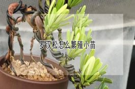 糖在养猪中的妙用