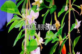 冬瓜黑斑病的症状及防治法