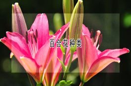 防止母猪化胎五种方法