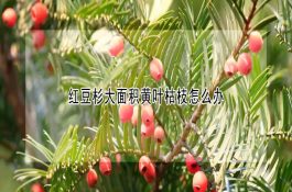 按摩法促母猪发情