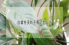 饲养场灭蝇方法