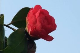 猪眼科疾病的研究