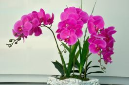 蝴蝶兰冬季怎么浇水（一星期浇水一次即可）