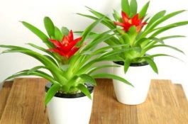 仔猪旺食增重更快