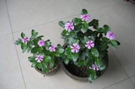 瘦肉型猪育肥的主要技术措施