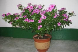 哺乳母猪科学催乳法