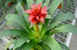 猪瘟与其它常见疾病的混合感染