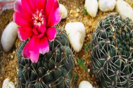 猪的病毒性传染病--非洲猪瘟