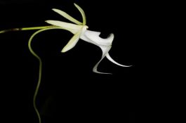 纯种野猪的杂交繁育方法