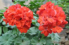 天竺葵的花语是什么（天竺葵的花语及作用介绍）