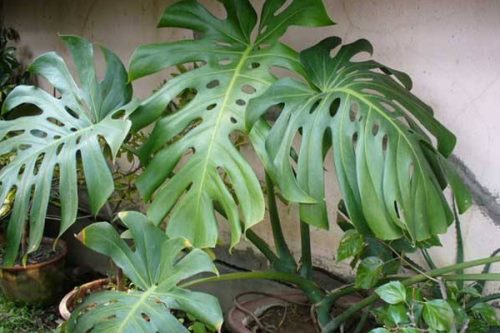 春羽和龟背竹的区别