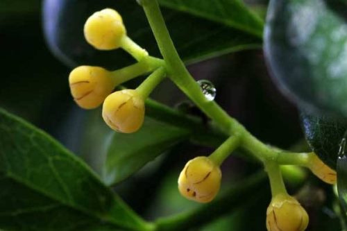 米兰花的养殖方法