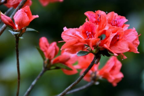 杜鹃花谢了后怎样剪,修剪残花和枯枝败叶