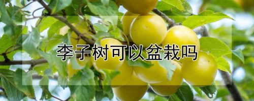 李子树可以盆栽吗