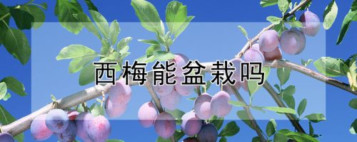 西梅能盆栽吗