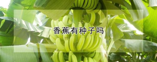 香蕉有种子吗