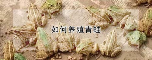 如何养殖青蛙