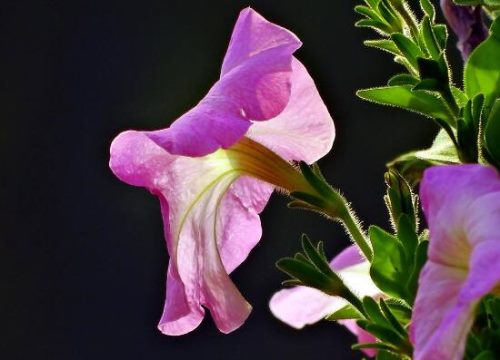 牵牛花的功效与作用，牵牛花七大功效与作用