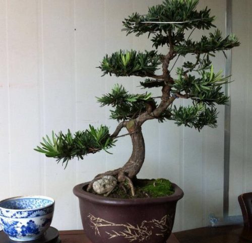 罗汉松盆景制作方法,教你五个基本步骤便可开枝散叶