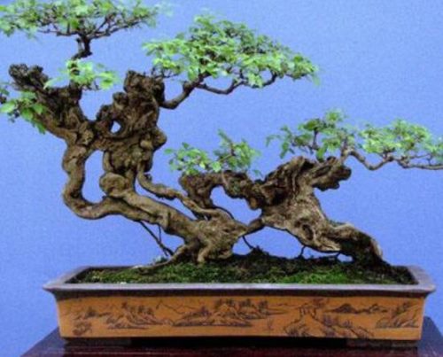 罗汉松盆景制作方法,教你五个基本步骤便可开枝散叶