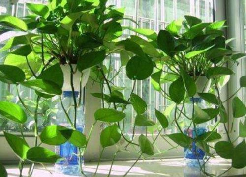 绿萝作用有哪些,美化环境、净化空气、招财生旺