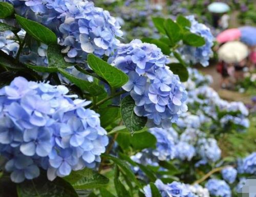 绣球花可以放在卧室吗,不能/误食导致呕吐不止、呼吸减弱
