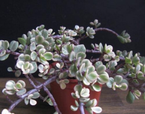 雅乐之舞夏天怎么养，主要注意做好遮阴降温措施