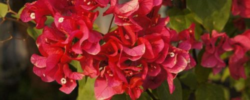 三角梅剪枝后不发芽