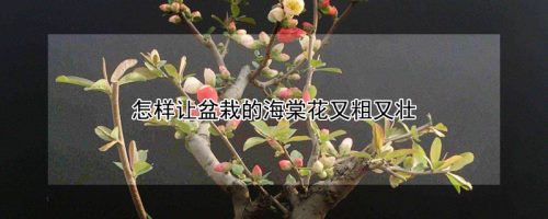 怎样让盆栽的海棠花又粗又壮