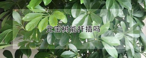 元宝树能扦插吗