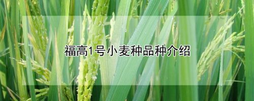福高1号小麦种品种介绍