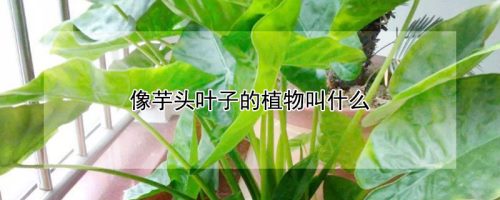 像芋头叶子的植物叫什么