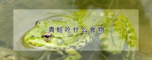 青蛙吃什么食物
