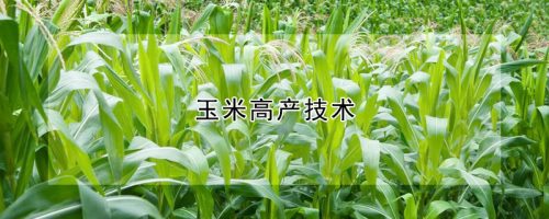 玉米高产技术