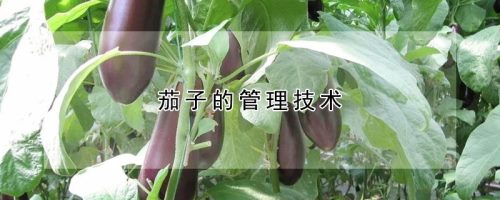 茄子的管理技术
