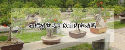 石榴树盆栽可以室内养殖吗
