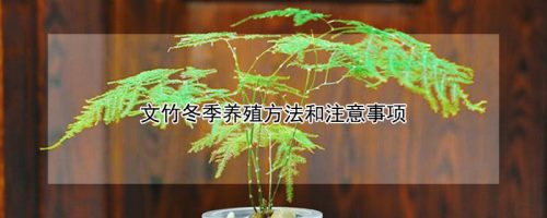文竹冬季养殖方法和注意事项