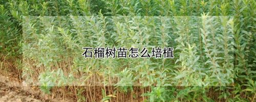石榴树苗怎么培植