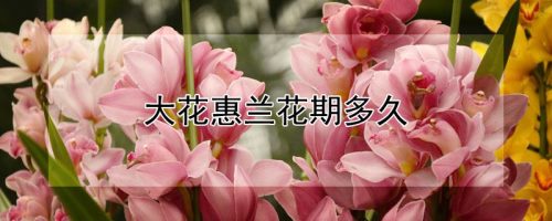 大花惠兰花期多久