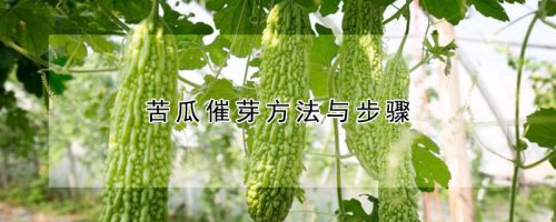 苦瓜催芽方法与步骤