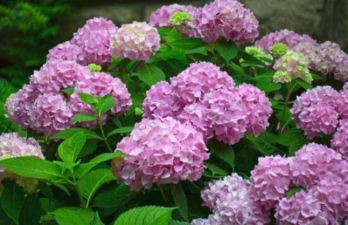绣球花什么时候开花,绣球花一年开几次花