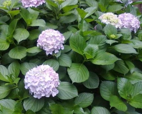 绣球花什么时候开花,绣球花一年开几次花