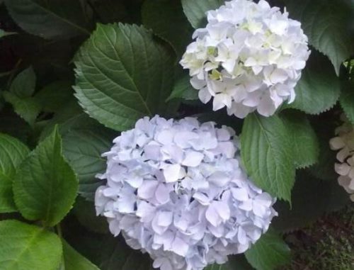 绣球花什么时候开花,绣球花一年开几次花